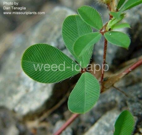 lespedeza, Korean